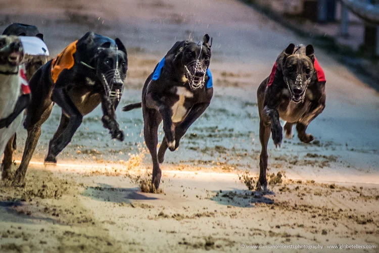 iVisit.... Wimbledon Dog Track 