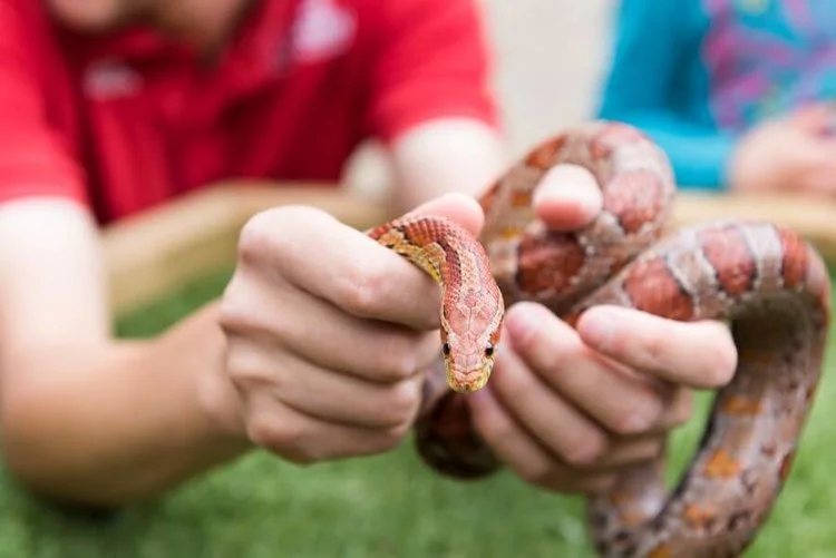 iVisit.... Lee Valley Farm