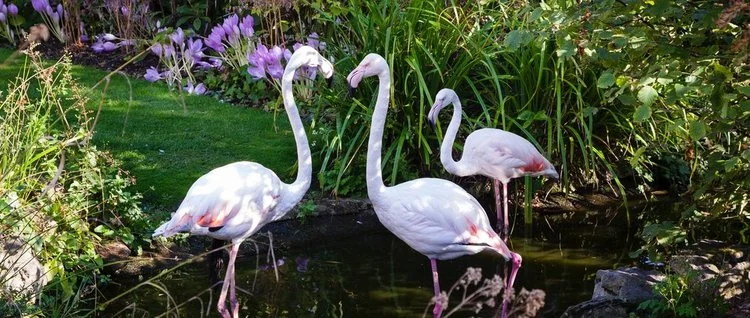 iVisit.... The Roof Gardens