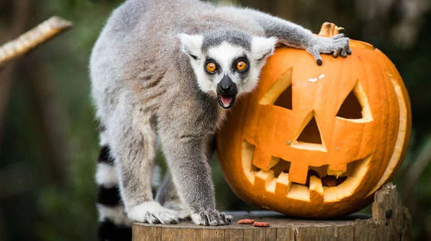 iVisit.... Family Halloween Fun this October Half-term at ZSL London