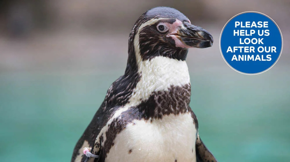 iVisit... ZSL London Zoo - Not Later NOW.