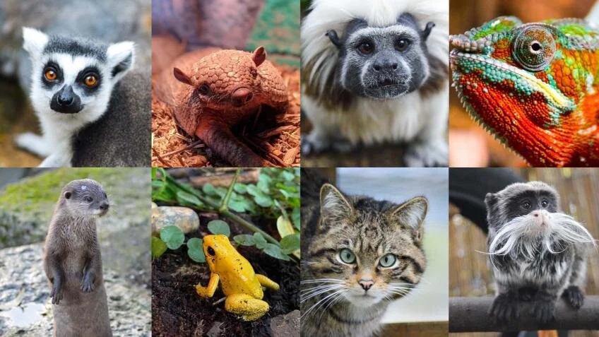 iVisit... Battersea Park Children's Zoo needs your help to get through the third lockdown