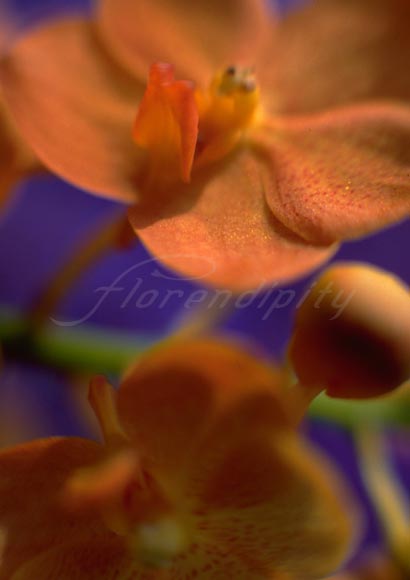 orange_flower_P05.jpg