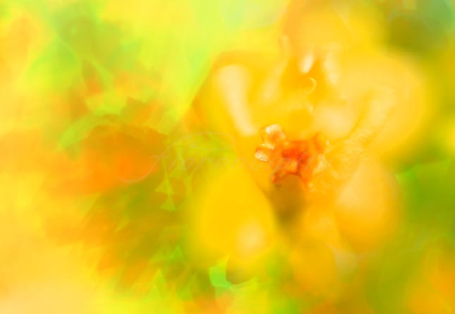 yellow_flower_L01.jpg