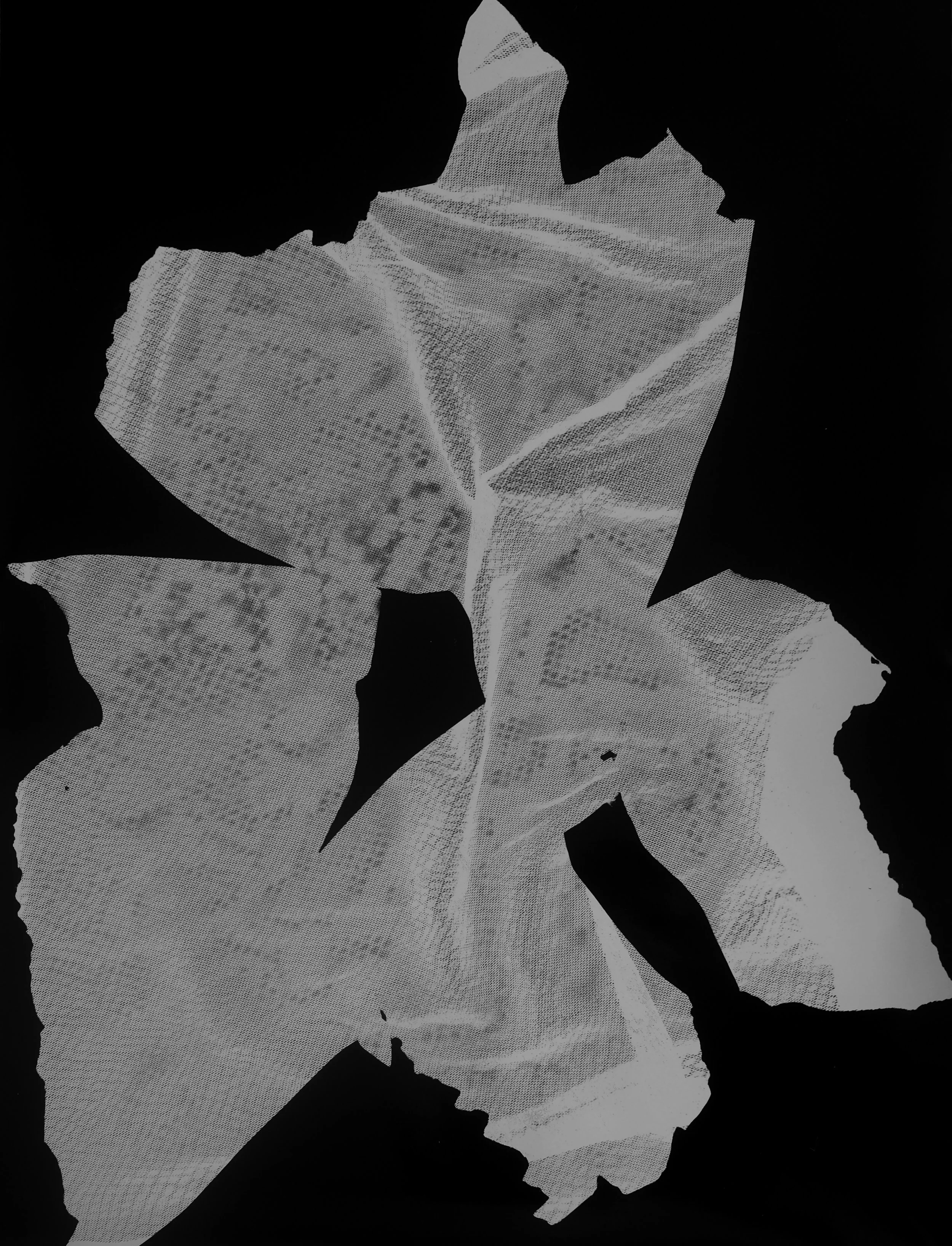 Embody Panel #7, 2022. Photogram on silver gelatin paper 