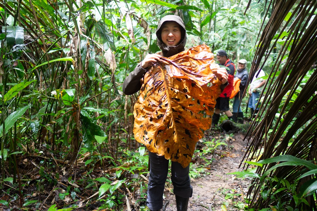 pacaya-samiria-giant-leaf.jpg