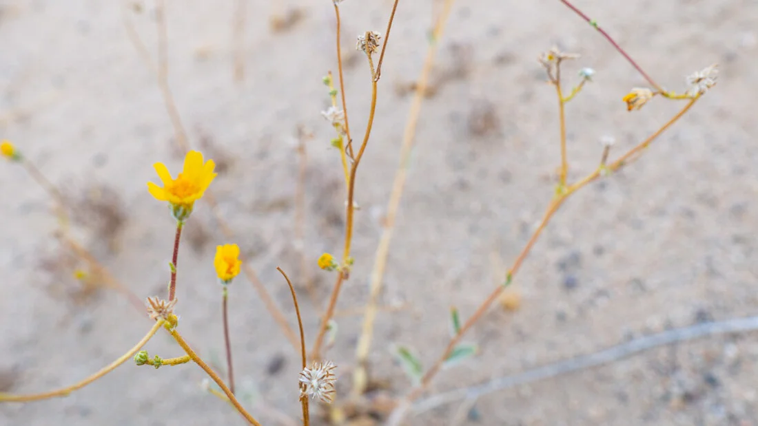 cleghorn-yellow-flowers.jpg