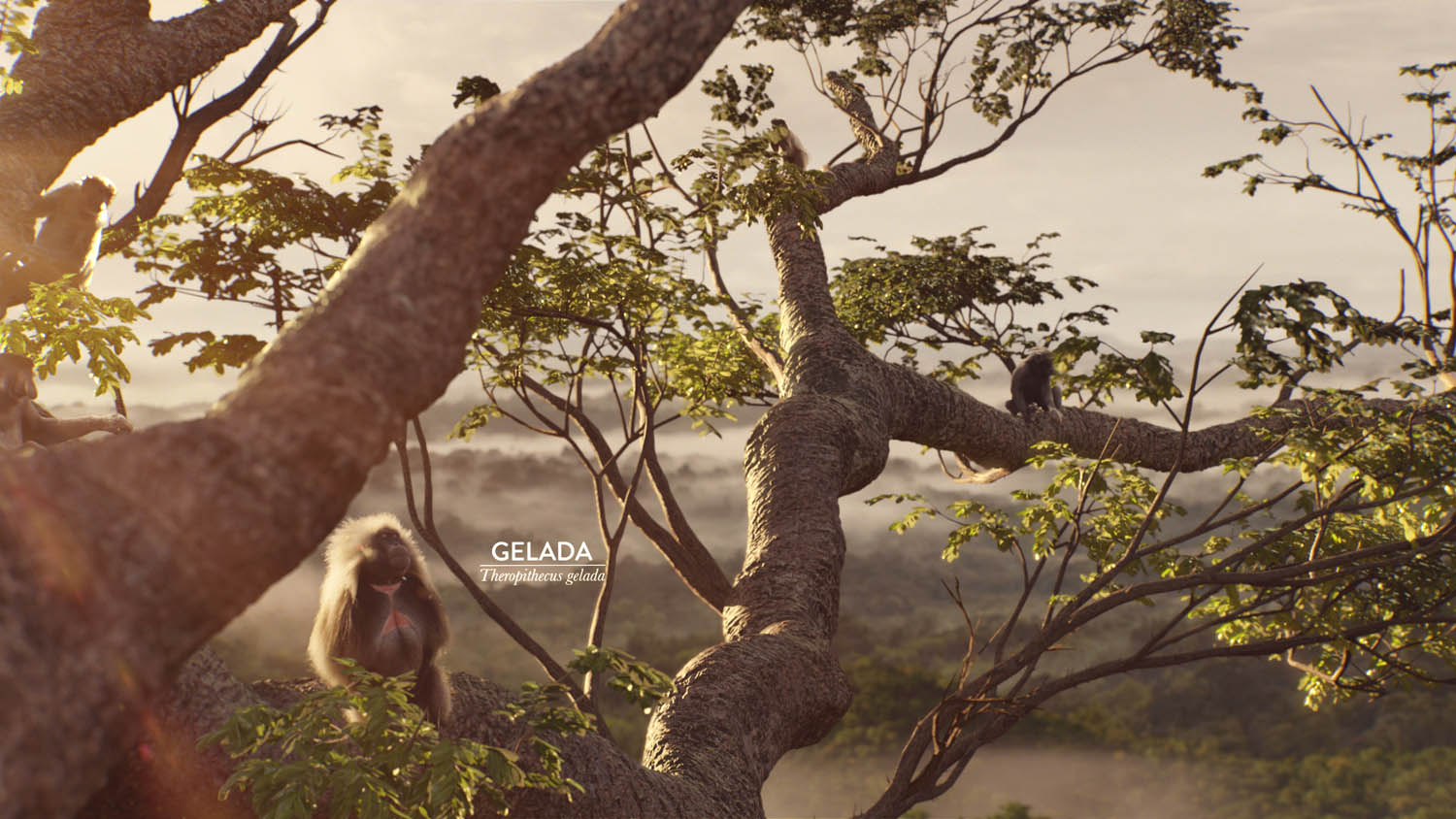 Monkeys_Image_1.jpg
