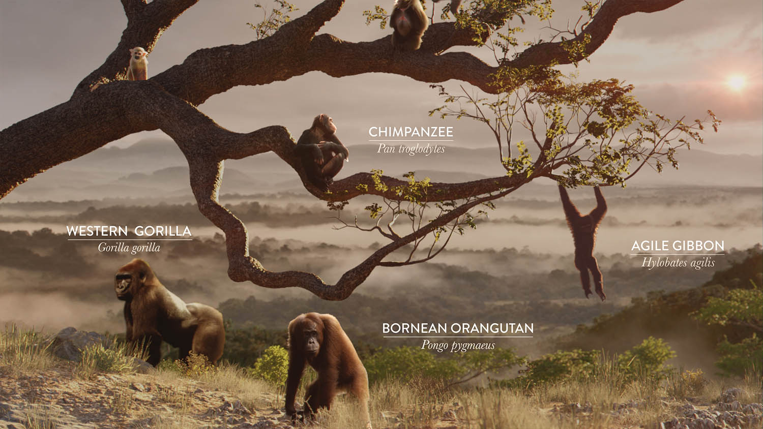 Monkeys_Image_5.jpg