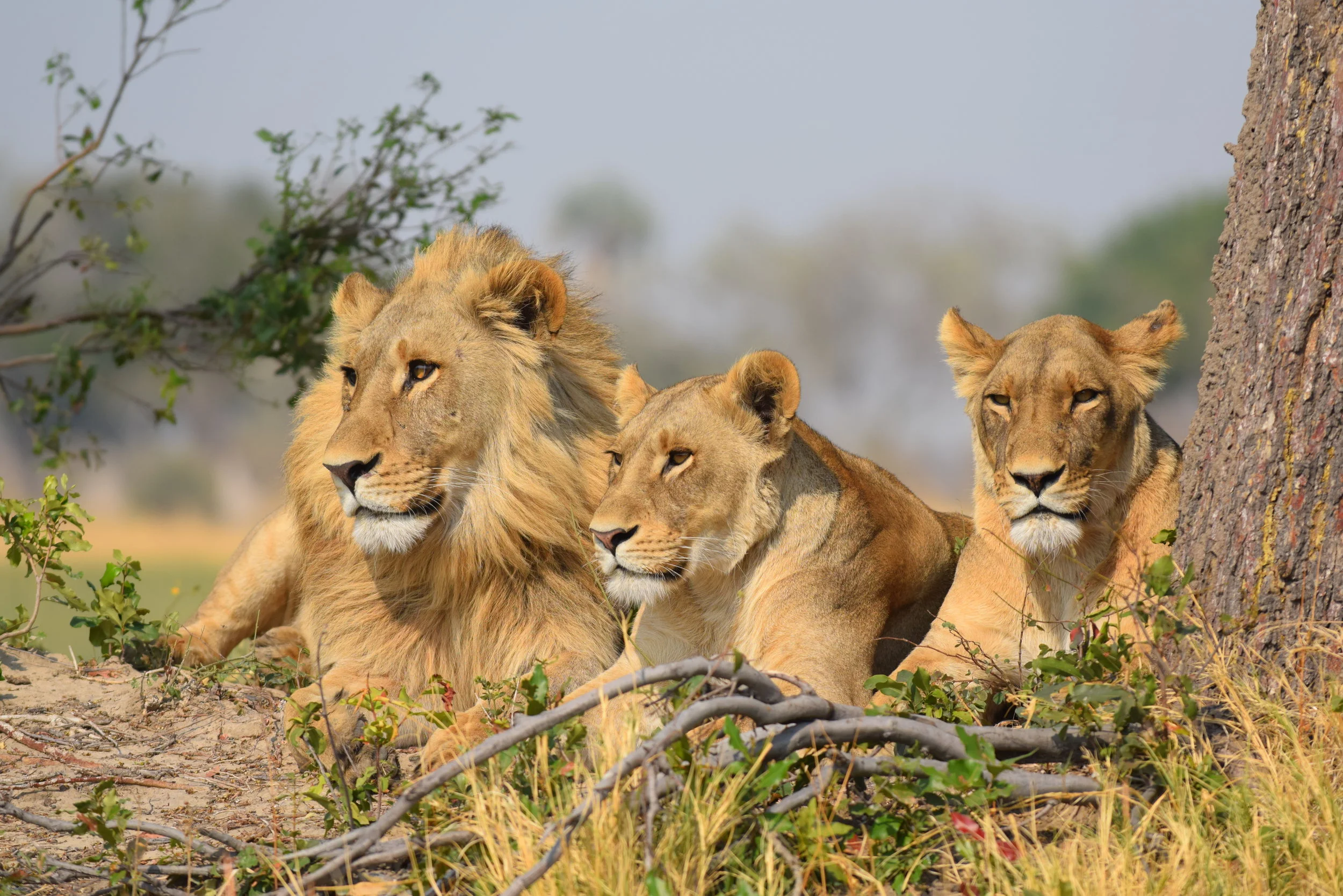 A Wedding Planner's African Safari