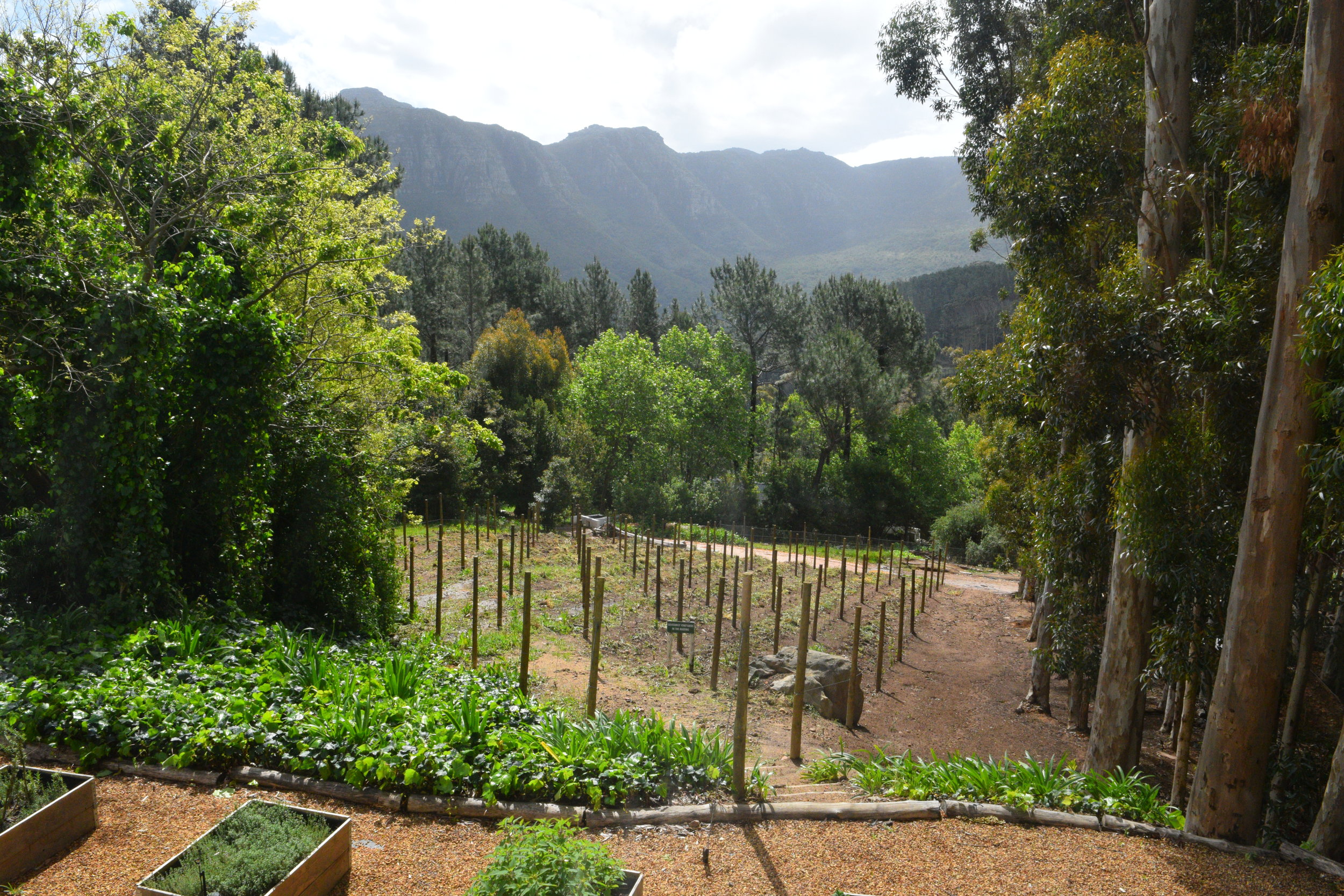 The Silvermist Wine Estate at La Colombe in Constantia, South Africa. 