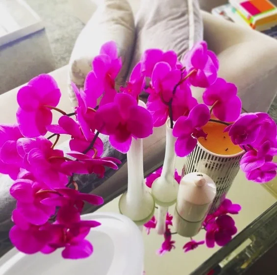 Orchid05.jpg