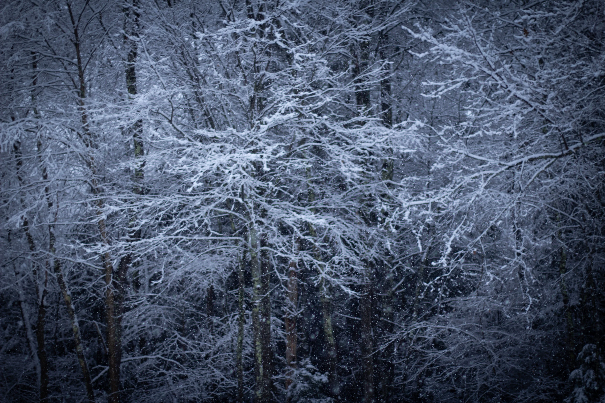 Winter Wonderland 5