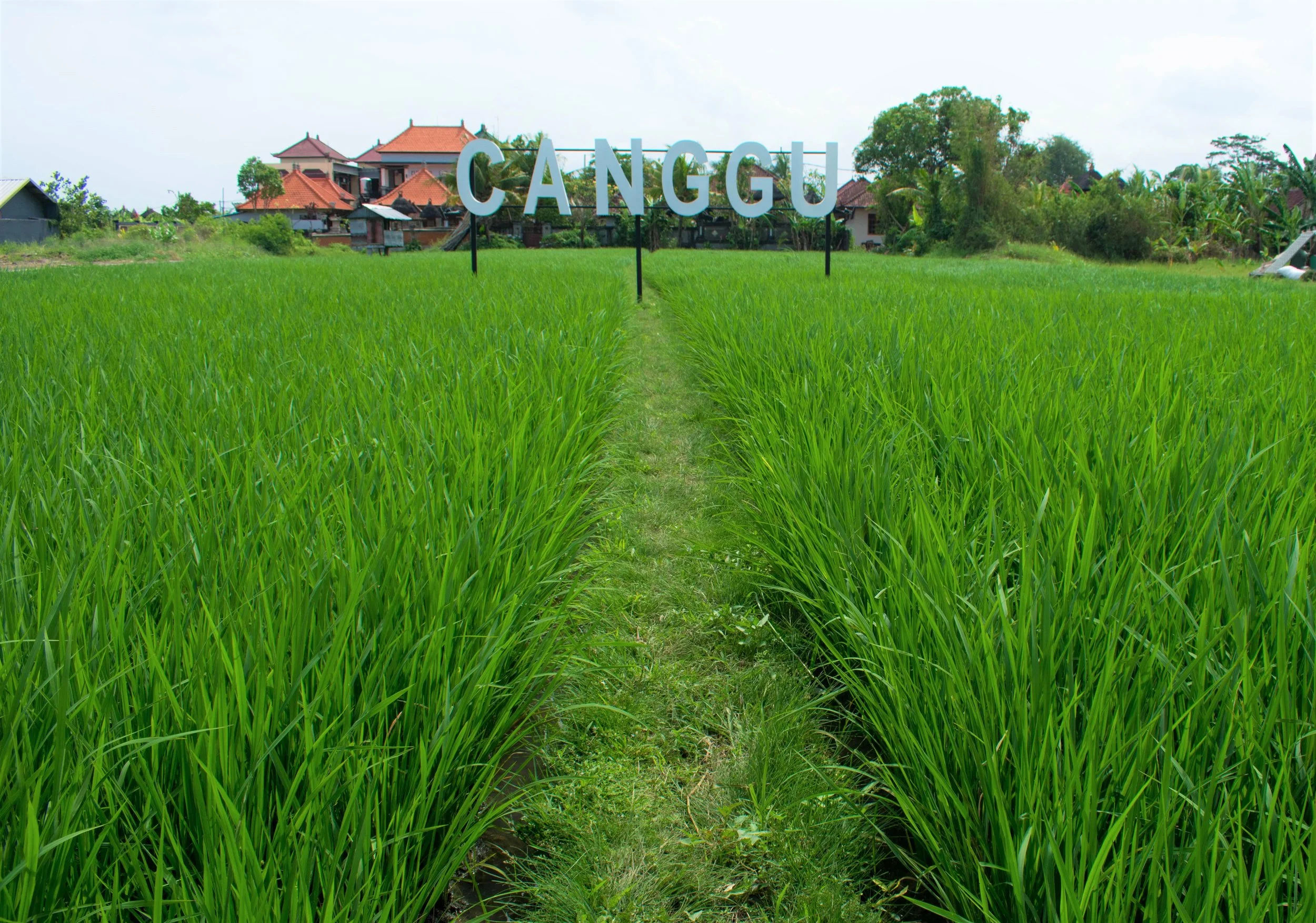 Rice Fields I.jpg