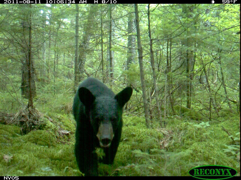 Trail camera image from the 2011 New york state museum research.