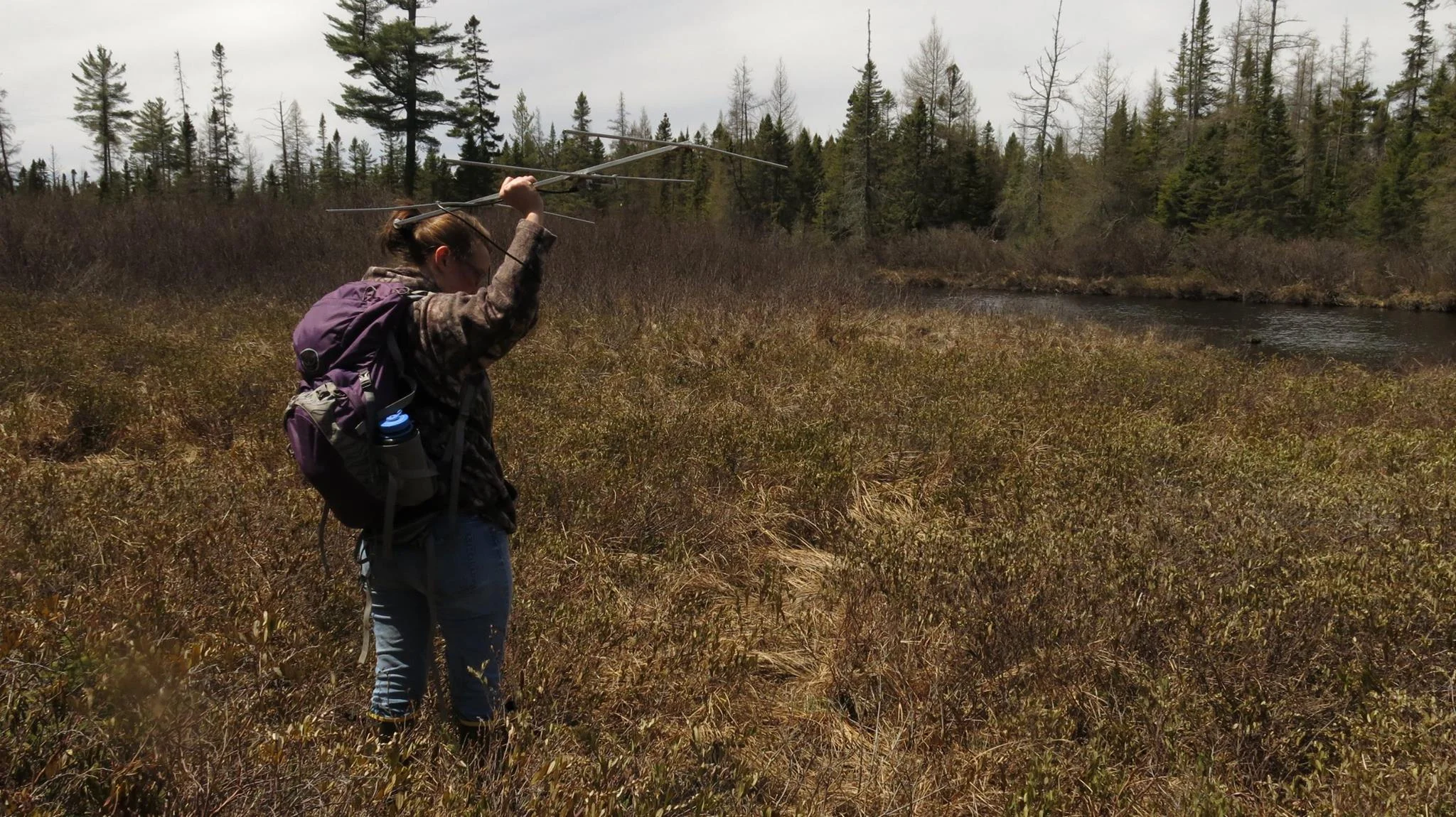 A wildlife technician from the NEw York State Department of environmental Conservation uses radio telemetry equipment in a moose calving survey in 2016.