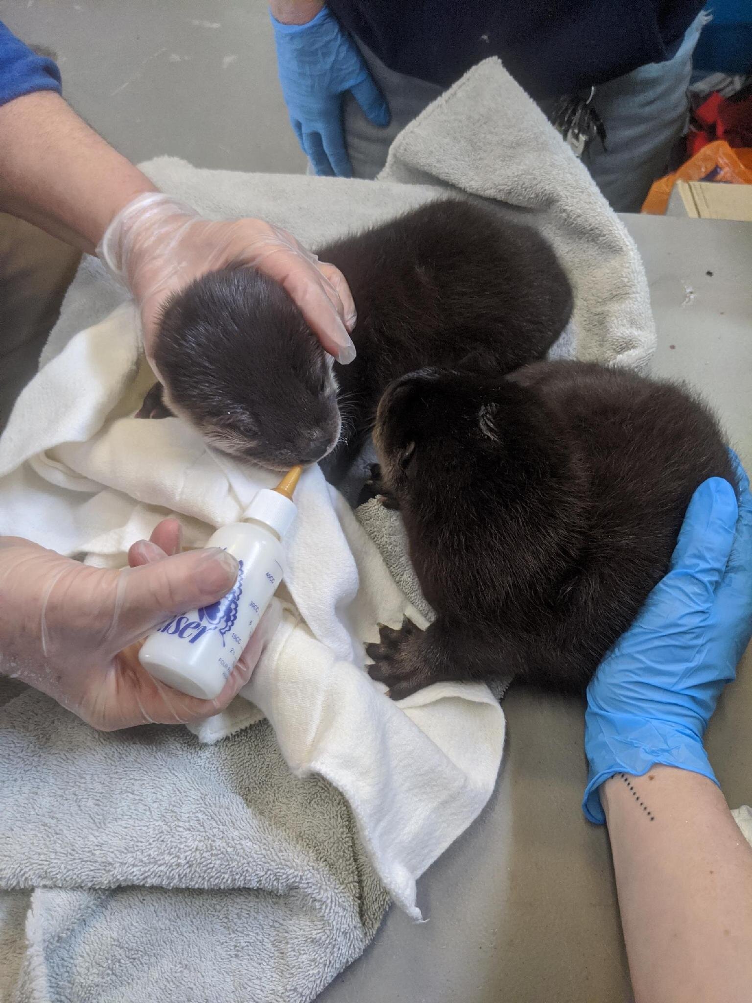  The baby otters being bottle fed at The Wild Center. Photo courtesy of The Wild Center. 