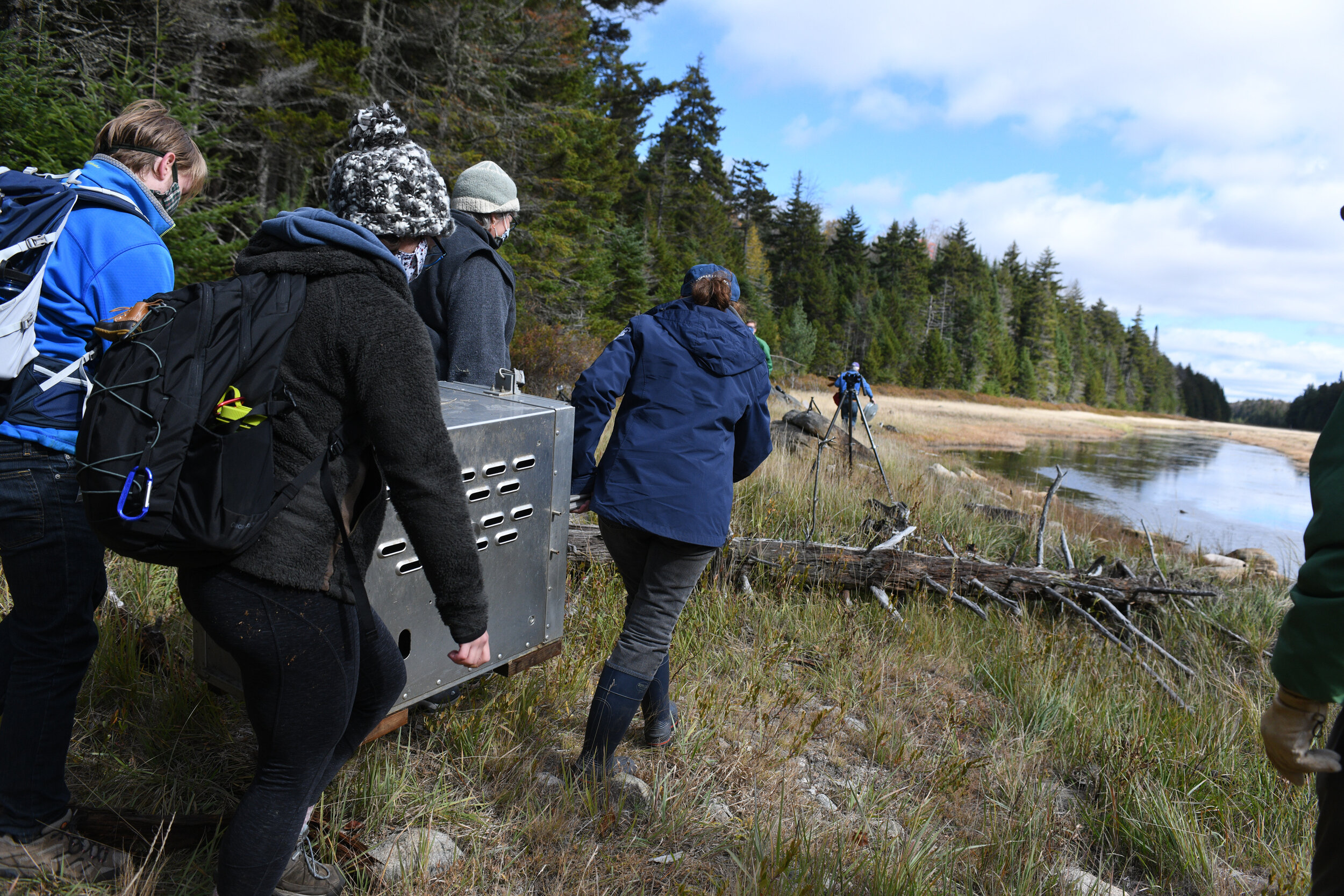  A box containing the otters being carried to the release site by students from Clarkson University’s Adirondack Semester. Photo courtesy of The Wild Center. 