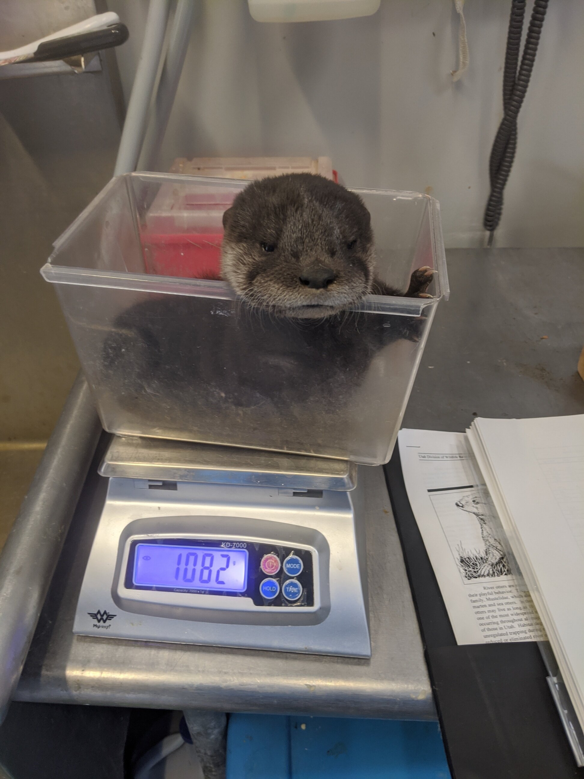  One of the baby otters being weighed when it arrived at The Wild Center. Photo courtesy of The Wild Center. 