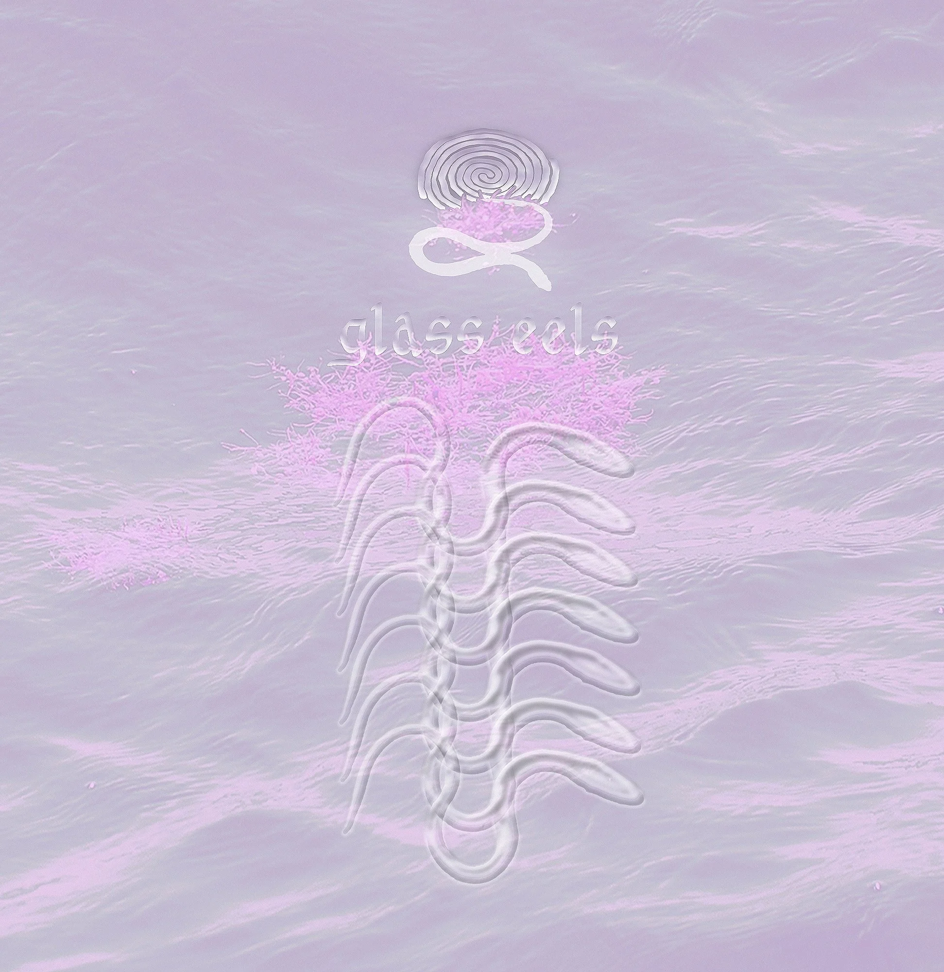 New Show: Glass Eels