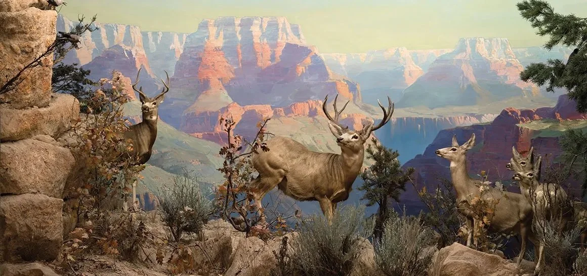 Artforum: “Reframing Dioramas: The Art of Preserving Wilderness”