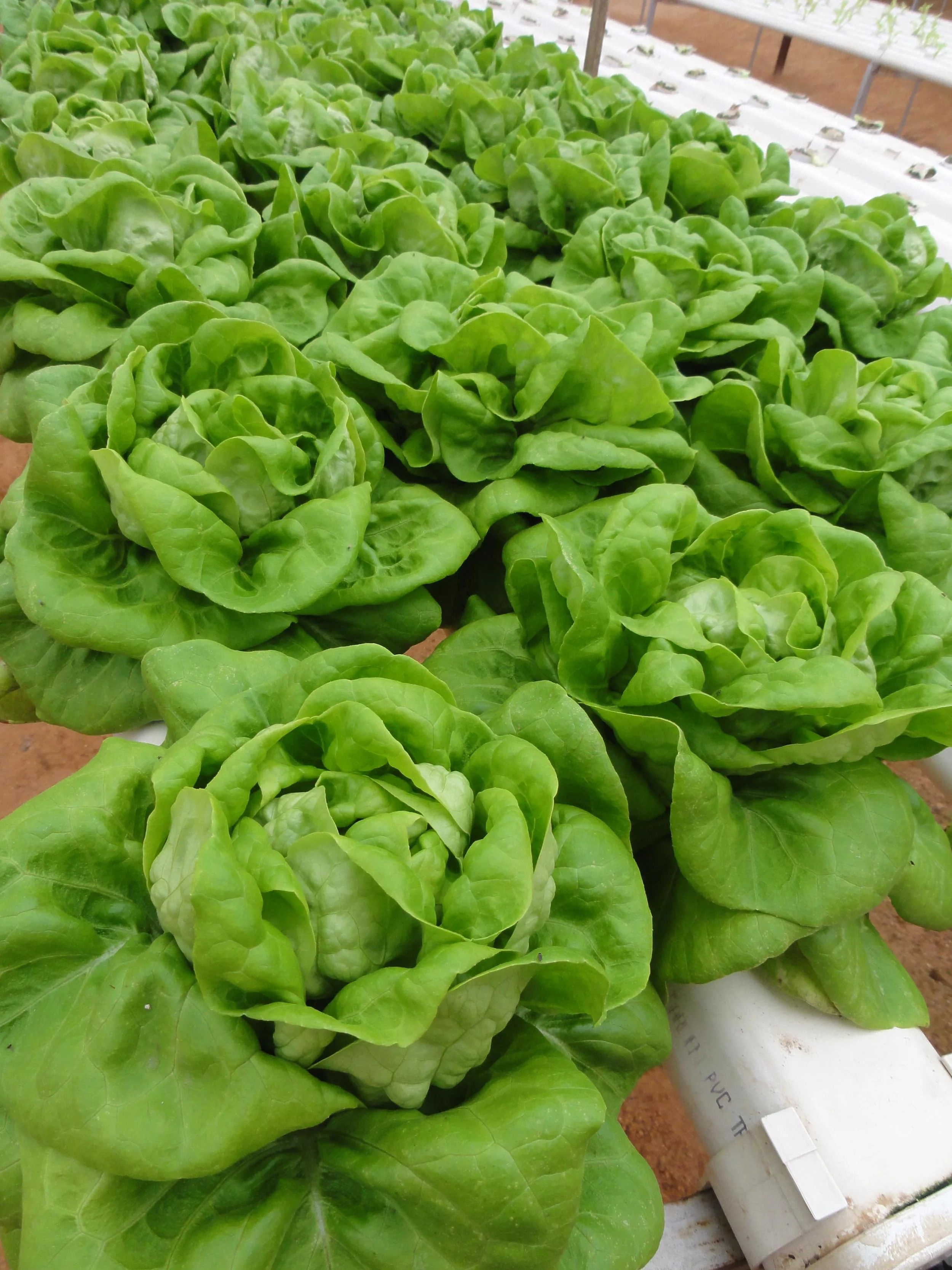 lettuce 2.JPG