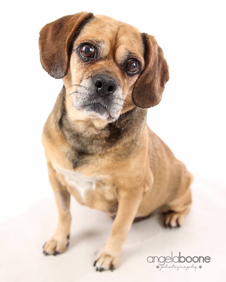 Photo credit: Angela Boone- http://petsbyangelaboone.com/