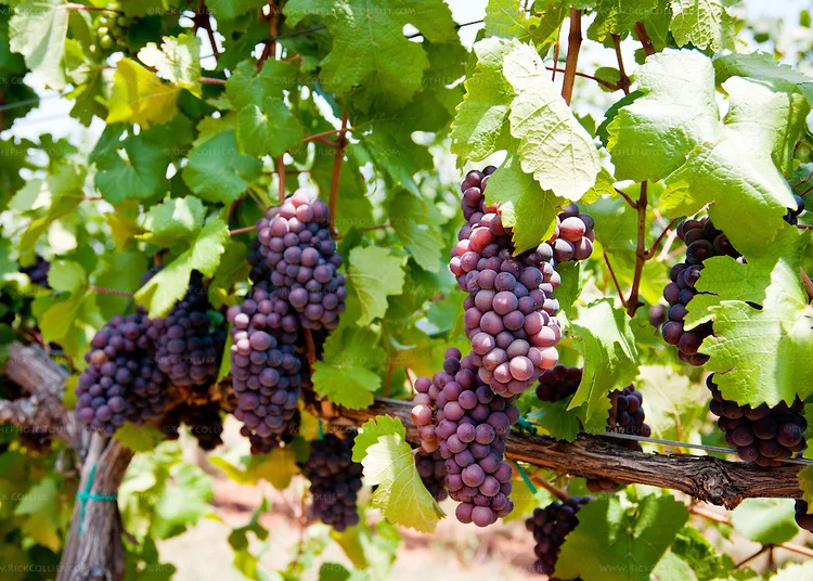 Trusting the Sufficiency of God