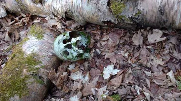 Skull found in Mindemoya in May 2016 (Photo: Manitoulin Expositor )