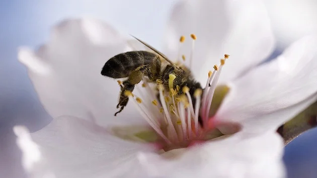Bee on an almond tree (Photo: Mother Jones )