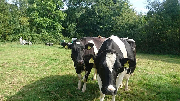 Dairy cows (Photo: Free Range Dairy Farmers )