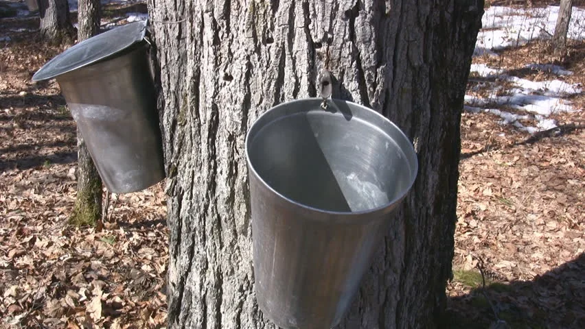 Maple Syrup Tapping (Photo: Shutterstock )