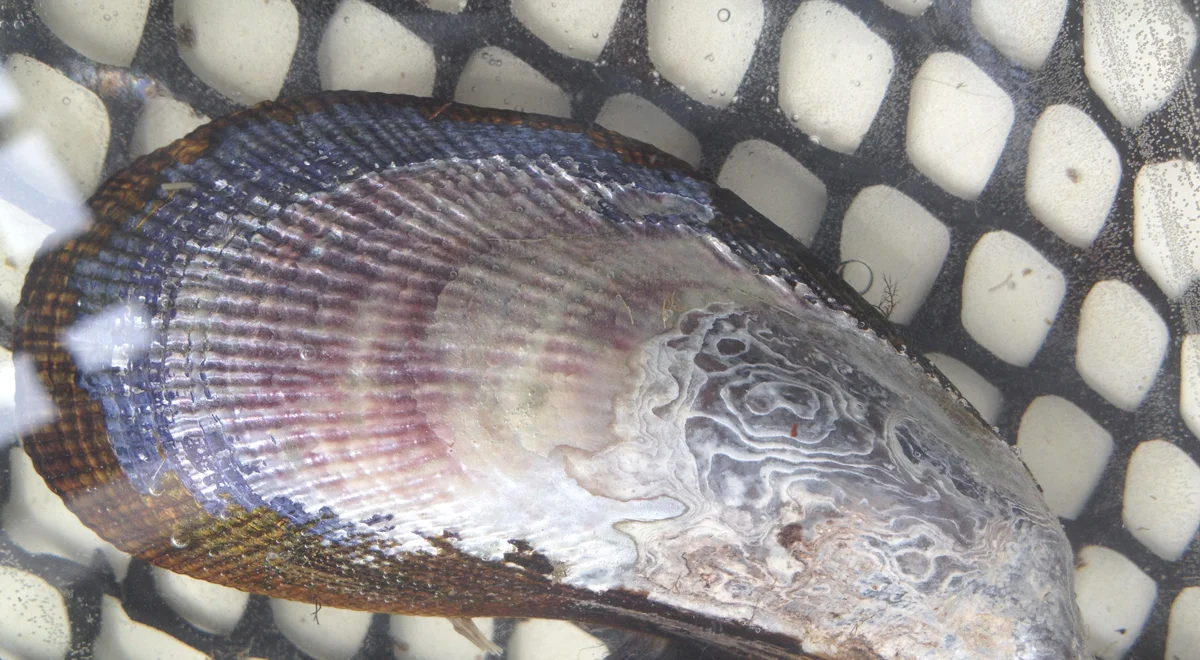 MVSG-shellfishimportanceweb.jpg