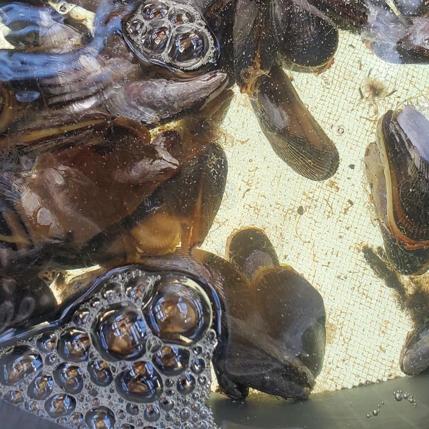 We come in late to start a ribbed mussel spawn at the Hughes Hatchery. Sometimes the mussels dissapoint us (stay tuned!) but the sunset over the Lagoon never does. #lagoonpond