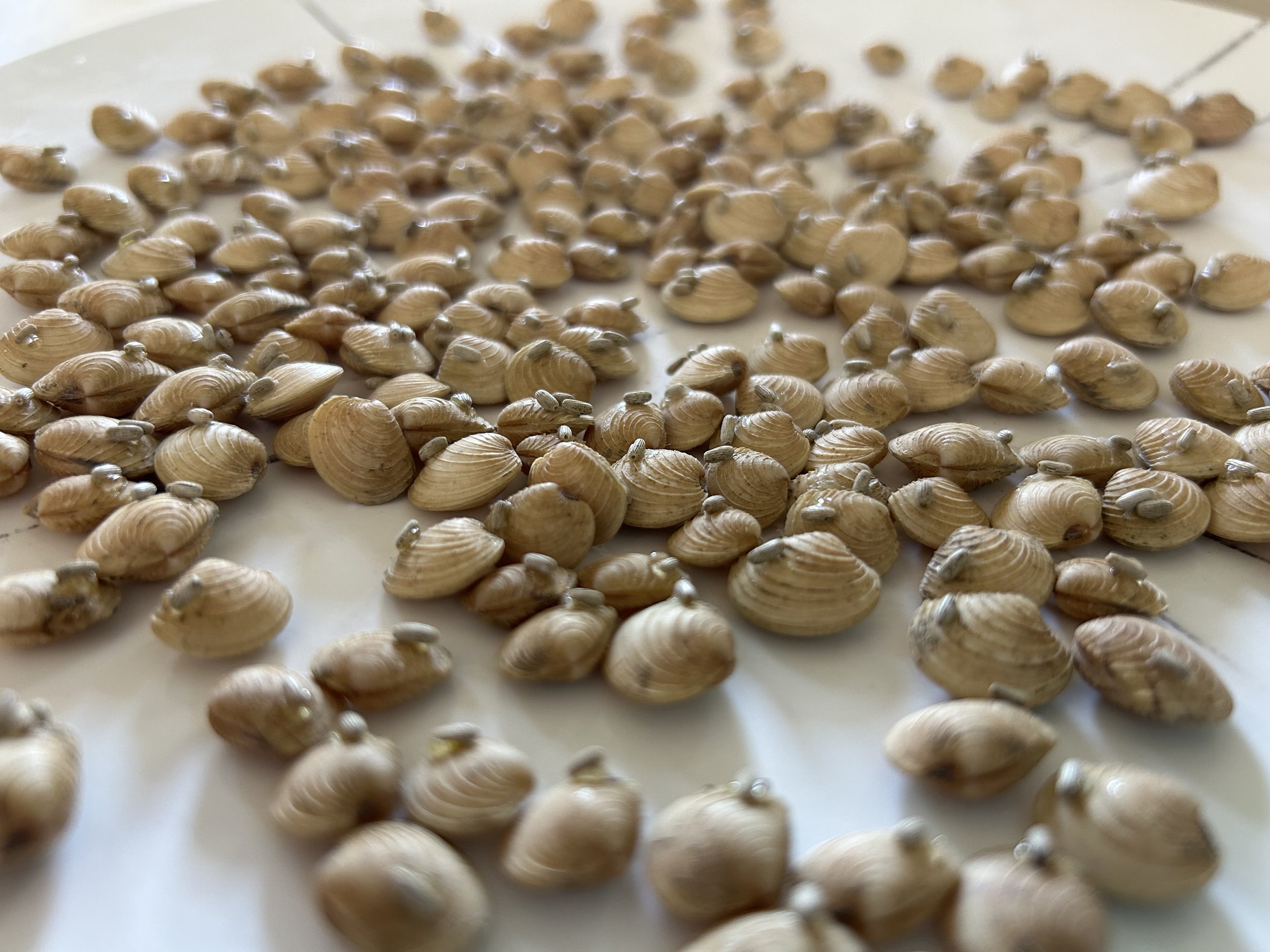 quahogs and eelgrass seeds.jpeg