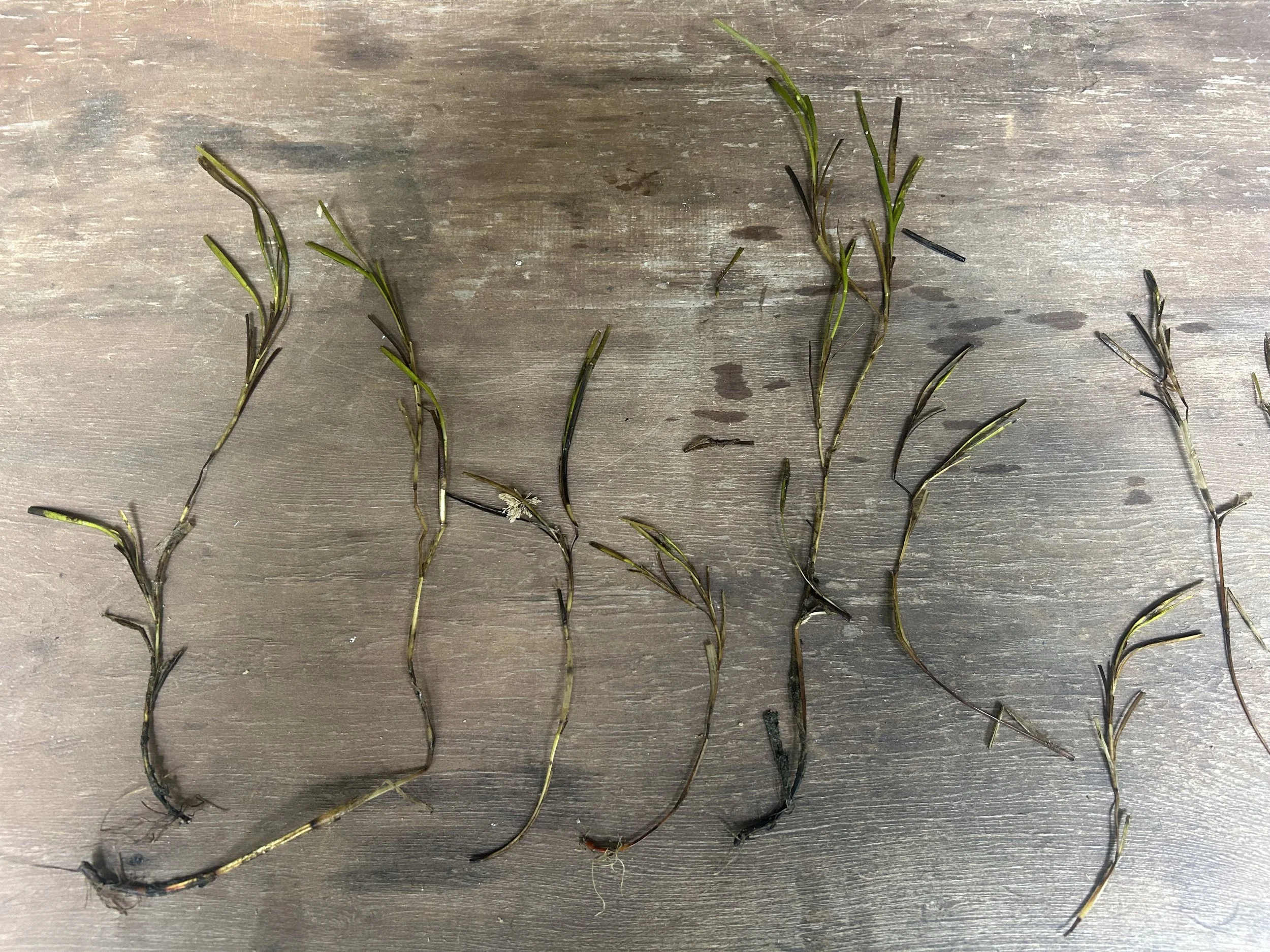 eelgrass flowers on bench.jpeg