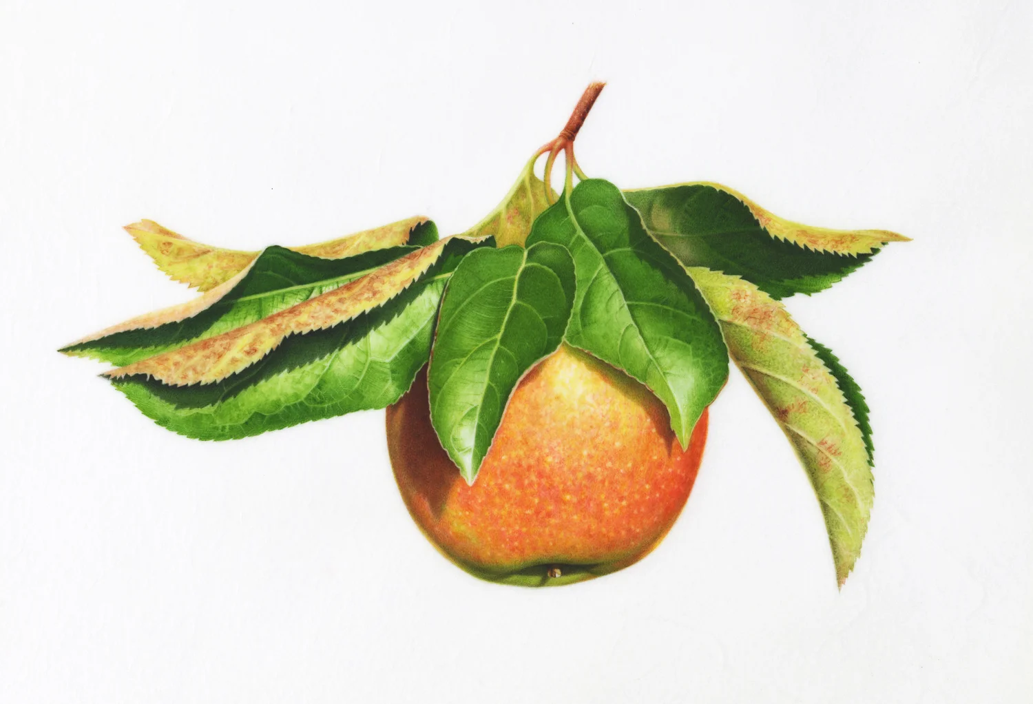 cameo apple.jpg