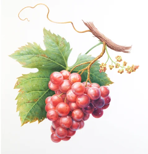 Red Grapes72.jpg