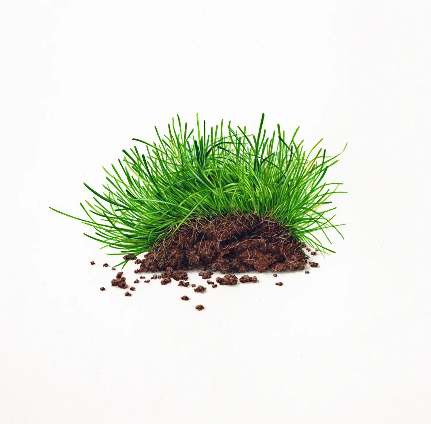 turf300dpi.jpg