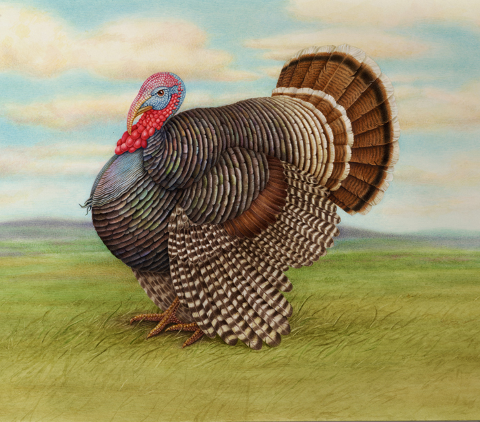 Turkey72dpisquare.jpg
