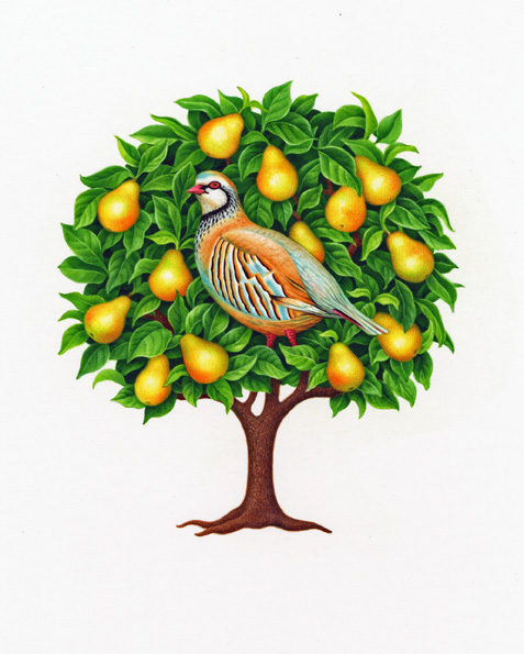partridge in a pear tree72.jpg.