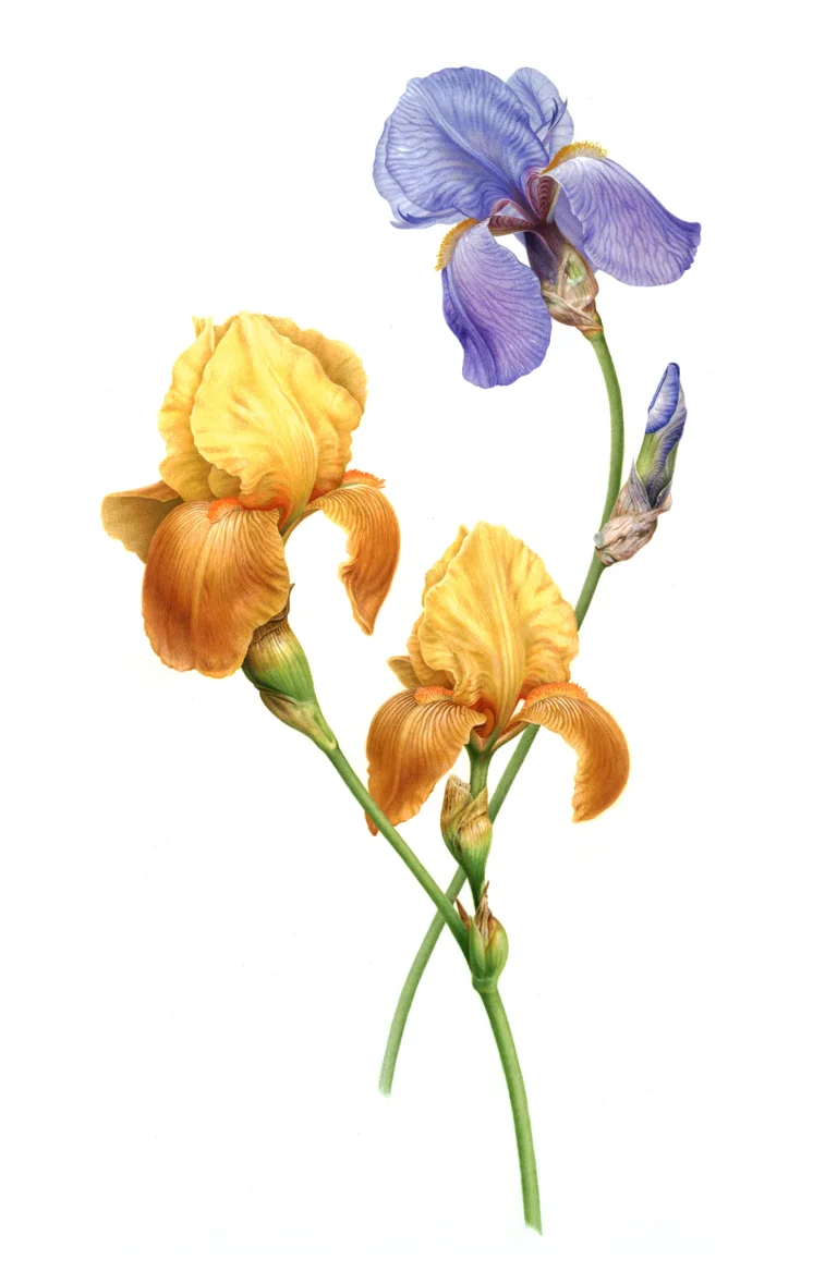 Iris72dpi.jpg