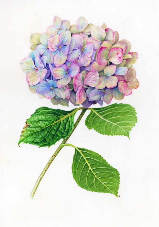 Hydrangea1 72jpg.jpg