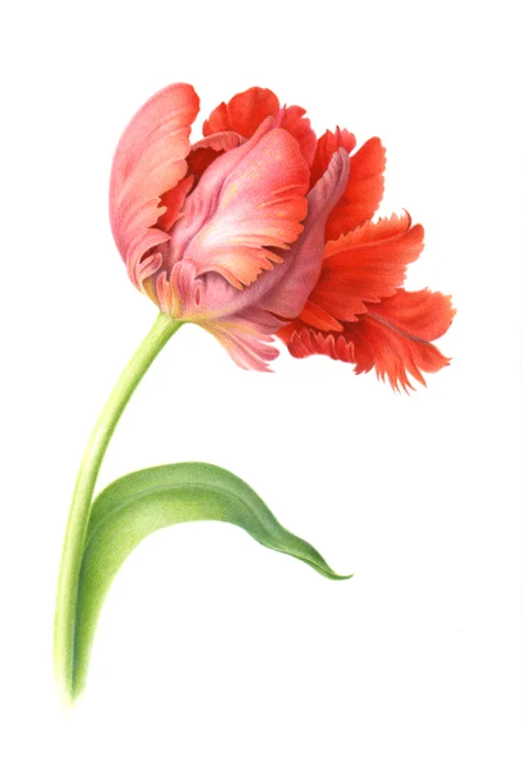 Tulip4100.jpg