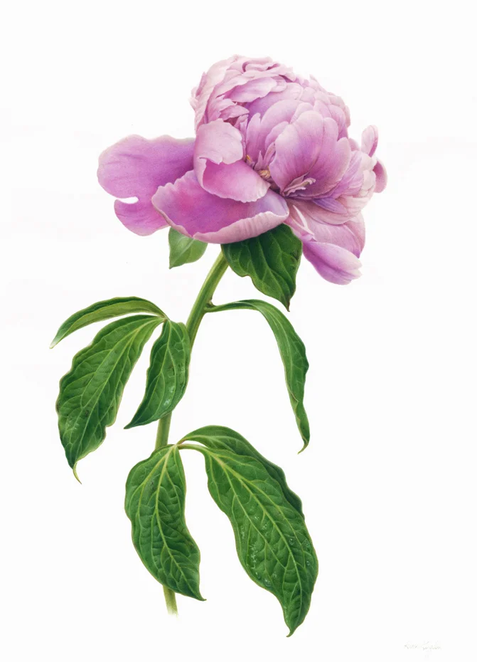 Peony72.jpg