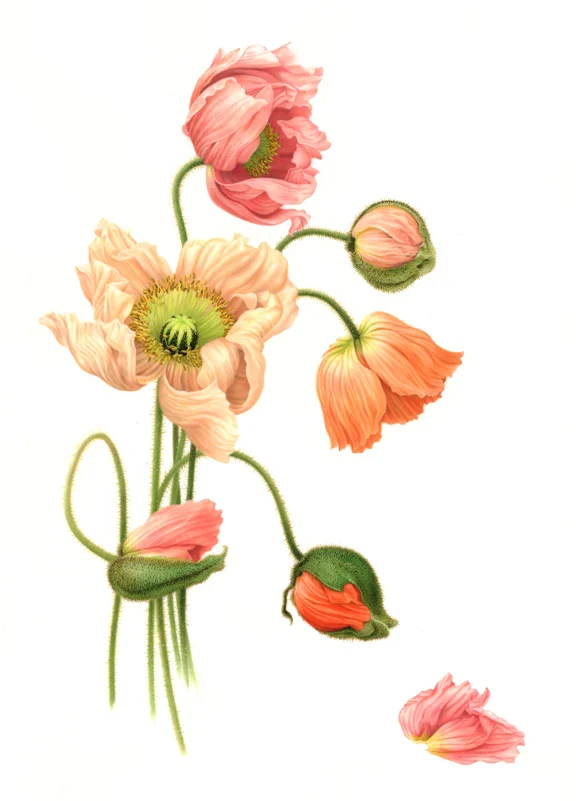 ItalianPoppies72dpi.jpg
