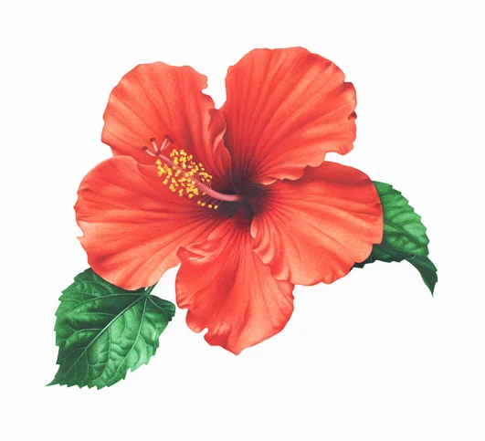 Hibiscus72dpi.jpg