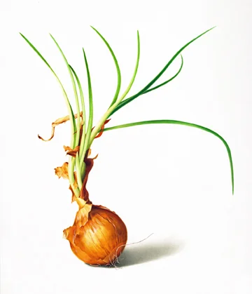 onion72dpi.jpg