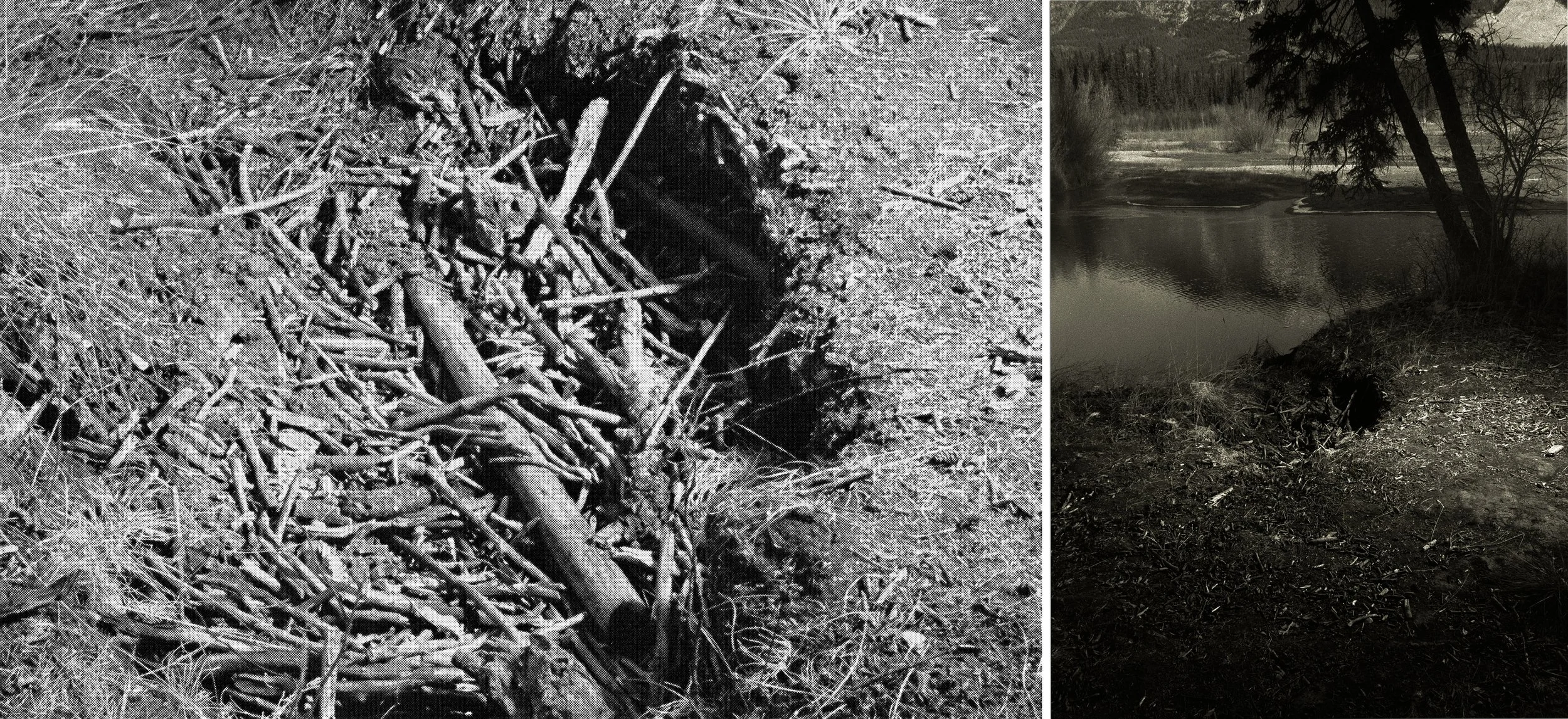 A conversation with the forest 3