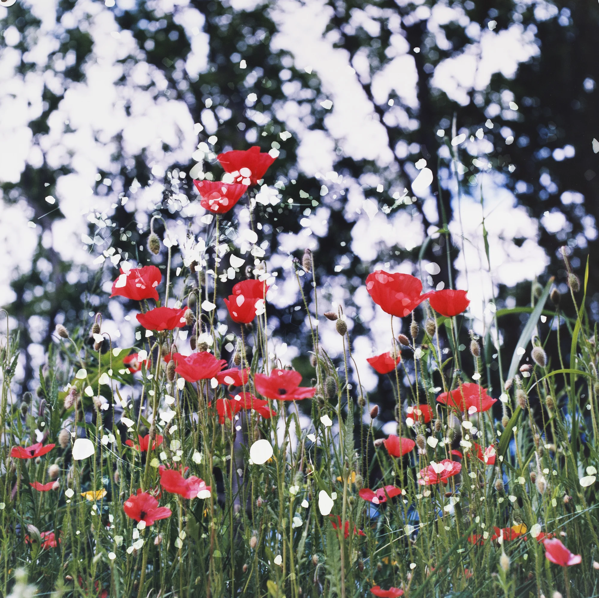 Photo Credit: Dianne Bos, 'Plugstreet Poppies, Ploegsteert, Belgium'
